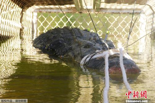 八年“追捕”：澳600公斤巨型鳄鱼终“落网”(图)