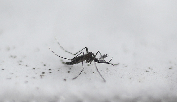 澳洲新技术让雄性蚊子丧失生育能力，可有效消灭埃及伊蚊