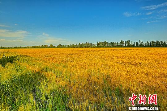 新疆焉耆将迎小麦收获季 金色麦田展绚丽丰收色彩