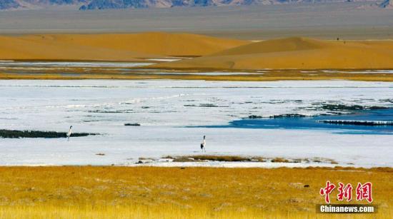 新疆东南隅两自然保护区建立“四联”保护机制