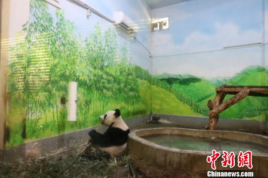 （图稿）广西柳州发布高温橙色预警 动物消暑有“凉”方