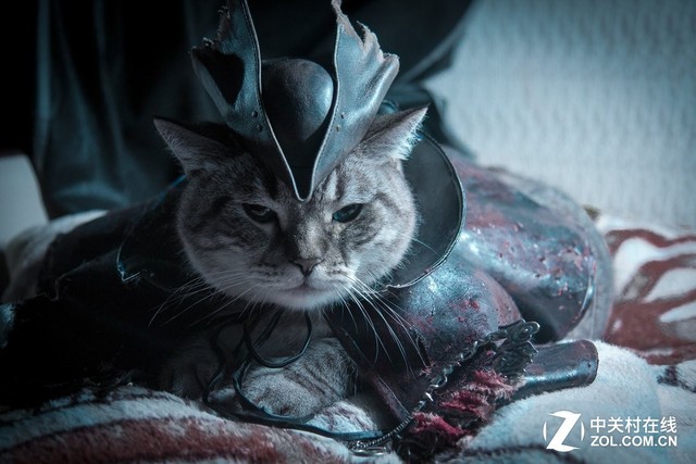 猫咪版《血源》猎人COS 又凶又萌！ 