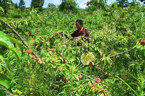 黄平红不软桃子熟了