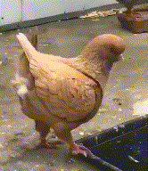 ʷʹ