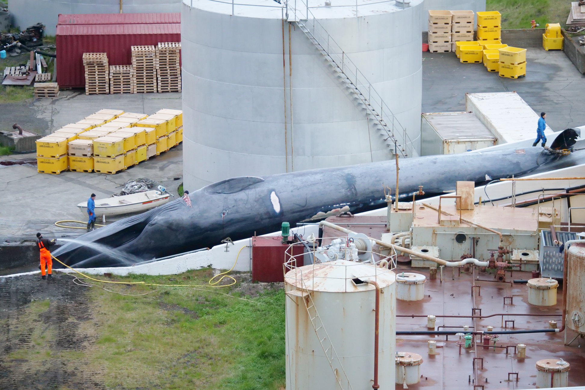 误捕珍稀鲸鱼 冰岛捕鲸业可能有大麻烦