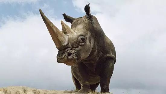 四川暴雨是因为动了这只“镇水神兽”? 灵犀说,这锅我不背