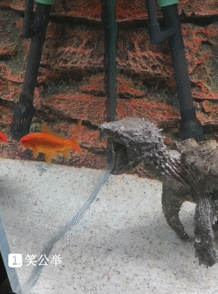 搞笑gif:妹子长了个杀夫痣,谁敢要她?