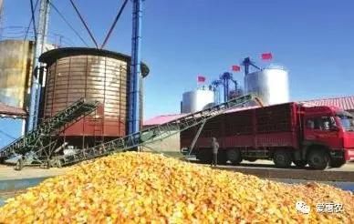 爱惠农|临储玉米拍卖价高,玉米价格上涨行情正