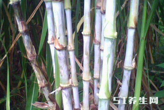 农村这种甘蔗草,形似竹子,亩产5万斤,成农民