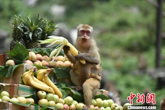 中国太行蟒河猕猴文化节：游客与猕猴共享瓜果