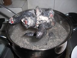 灵芝西洋参乌鸡汤的做法图解8