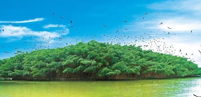 为保护江门“小鸟天堂”3万小鸟，江湛铁路多花了1.87亿