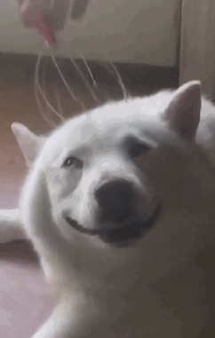 壁纸 动物 狗 狗狗 242_381 竖版 竖屏 手机 gif 动态图 动图