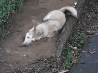 撒泼,打滚,玩泥巴,你说啥?我听不见!