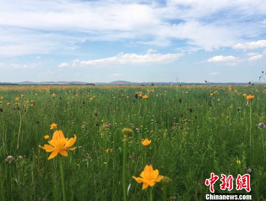 图为金莲花丛中的元上都遗址。 张玮 摄 图为金莲花丛中的元上都遗址。 张玮 摄