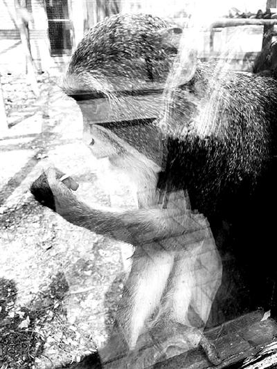 北京动物园内游客“挂面喂猴”，管理员：会造成伤害