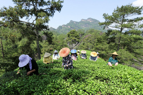 英媒：高档茶热销改变武夷茶农命运 年收入接近800万元