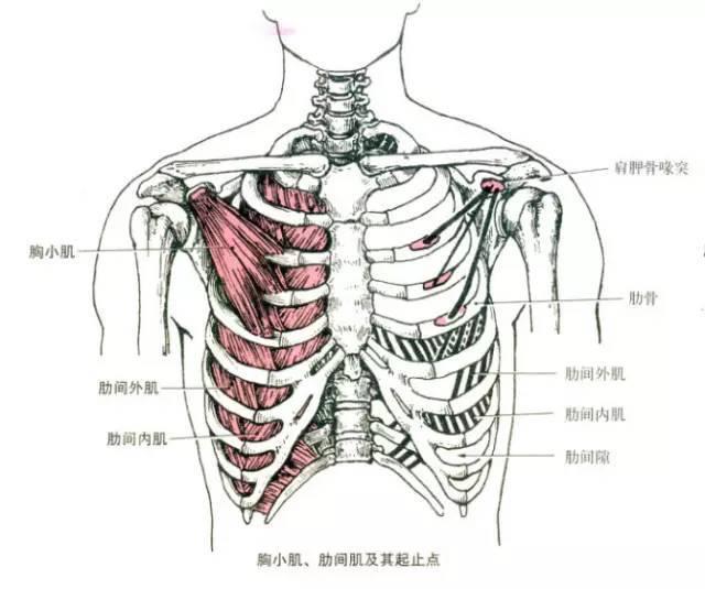 神经和胸肩峰动,静脉的分支穿出该筋膜至胸大,小肌,头静脉和淋巴管