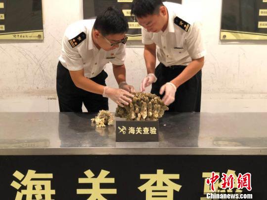 杭州海关查获单株最重鹿角杯形珊瑚 重达4.45公斤