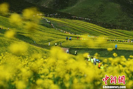 来自全国各地3000名登山运动爱好者穿越祁连山下的甘肃民乐油菜花海