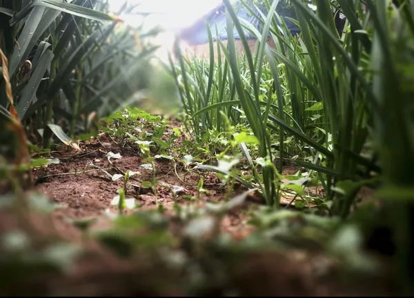 一畦春韭绿 十里稻花香--沙沟韭菜实现绿色无公