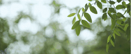 章丘夏天的风轻轻地吹过 吹皱一汪碧水 吹得树叶唰唰响 吹得人心蠢蠢