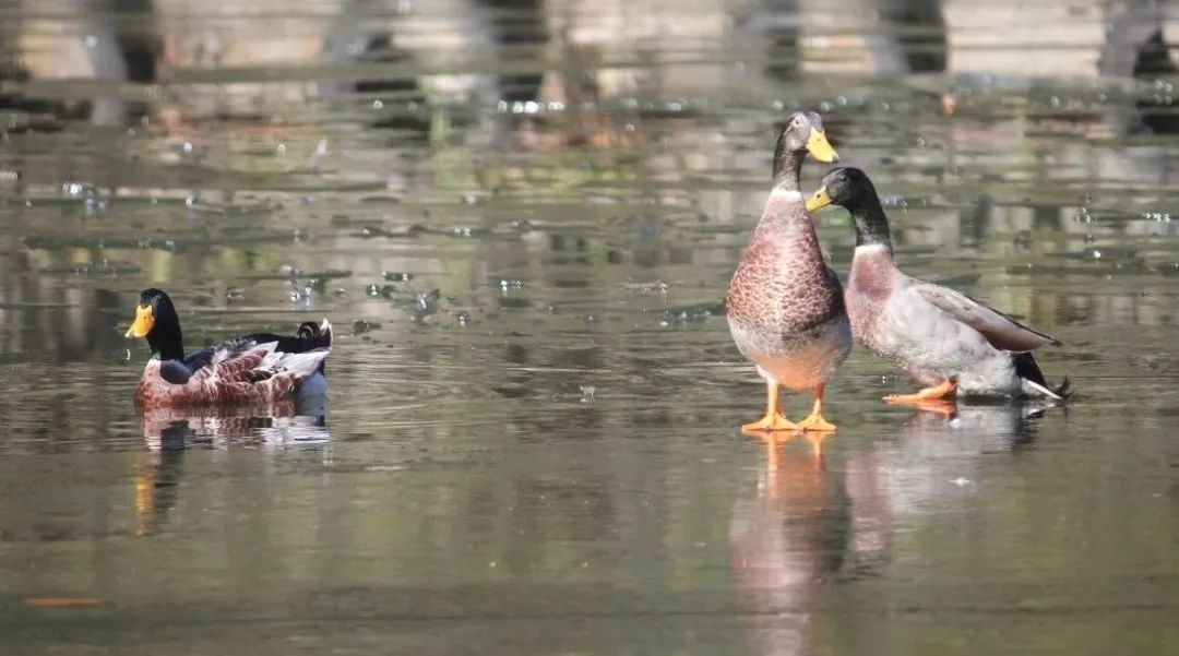 在武汉，所有鸭子都是矮大紧