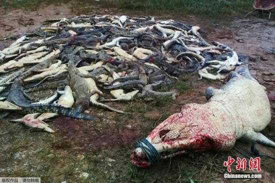近日,一群村民在印尼西巴布亚省的一个鳄鱼养殖场内杀死了近300只鳄鱼。这次屠杀被认为是为当地一名男子的复仇行动,该男子于不久前被一只鳄鱼杀死。当地官员和警方表示,他们无法阻止袭击,现在可能会就村民的行为提出指控,他们或将面临罚款或监禁。据悉,上周五早上,一位村民在附近一家鳄鱼养殖场的繁殖场所采集蔬菜时被杀。印尼西巴布亚自然资源保护机构的负责人说:“一名员工听到有人尖叫求救,很快就去了那里,看到一只鳄鱼在袭击某人。”在周六的葬礼之后,数百名愤怒的当地人带着刀、铲子、锤子和棍棒来到了鳄鱼养殖场。他们先是袭击了鳄鱼农场的办公室,然后又屠杀了292只爬行动物。另据了解,该农场拥有经营许可证,以培育... 近日,一群村民在印尼西巴布亚省的一个鳄鱼养殖场内杀死了近300只鳄鱼。这次屠杀被认为是为当地一名男子的复仇行动,该男子于不久前被一只鳄鱼杀死。当地官员和警方表示,他们无法阻止袭击,现在可能会就村民的行为提出指控,他们或将面临罚款或监禁。据悉,上周五早上,一位村民在附近一家鳄鱼养殖场的繁殖场所采集蔬菜时被杀。印尼西巴布亚自然资源保护机构的负责人说:“一名员工听到有人尖叫求救,很快就去了那里,看到一只鳄鱼在袭击某人。”在周六的葬礼之后,数百名愤怒的当地人带着刀、铲子、锤子和棍棒来到了鳄鱼养殖场。他们先是袭击了鳄鱼农场的办公室,然后又屠杀了292只爬行动物。另据了解,该农场拥有经营许可证,以培育...