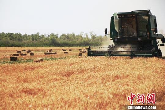 防止小麦出现“卖粮难” 农业农村部：已出台收购标准