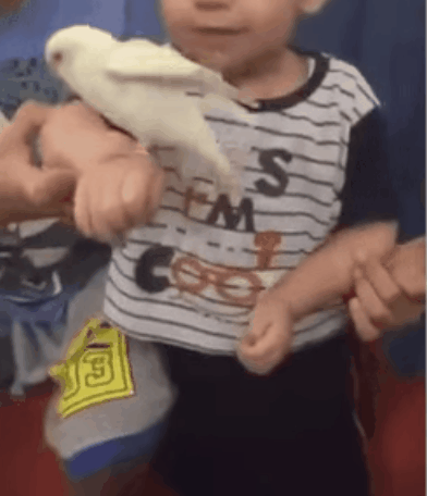 熊孩子爆笑gif:一键开共享单车锁,王者小学生终极技能