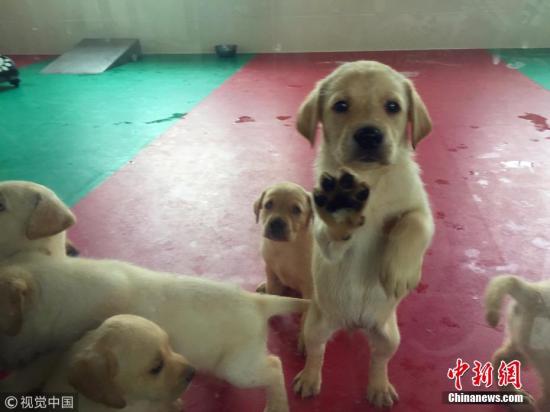 台湾缉毒犬培育中心寻幼犬寄养家庭 助社会化训练