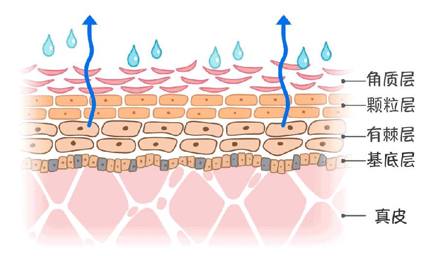 更严重的是, 皮肤缺水还会导致皮肤屏障薄弱,角质层更新出现问题,从而