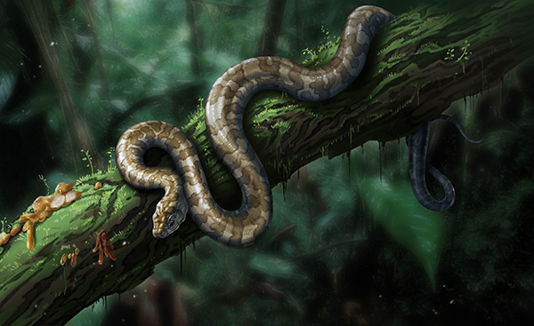 科学家首次在琥珀化石中发现蛇类，命名为“缅甸晓蛇”