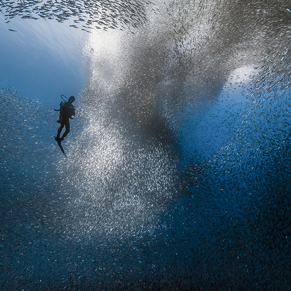 追沙丁鱼的摄影师宋刚：海底的动物大迁徙更惊心动魄