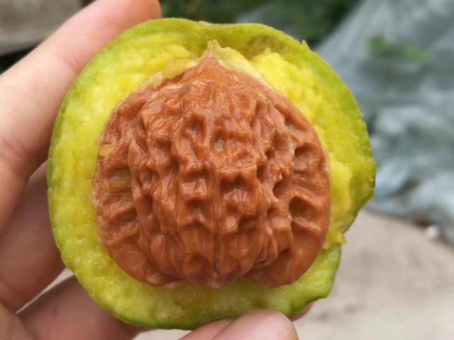 又是一年文玩核桃下树之际,赌青皮也是有讲究