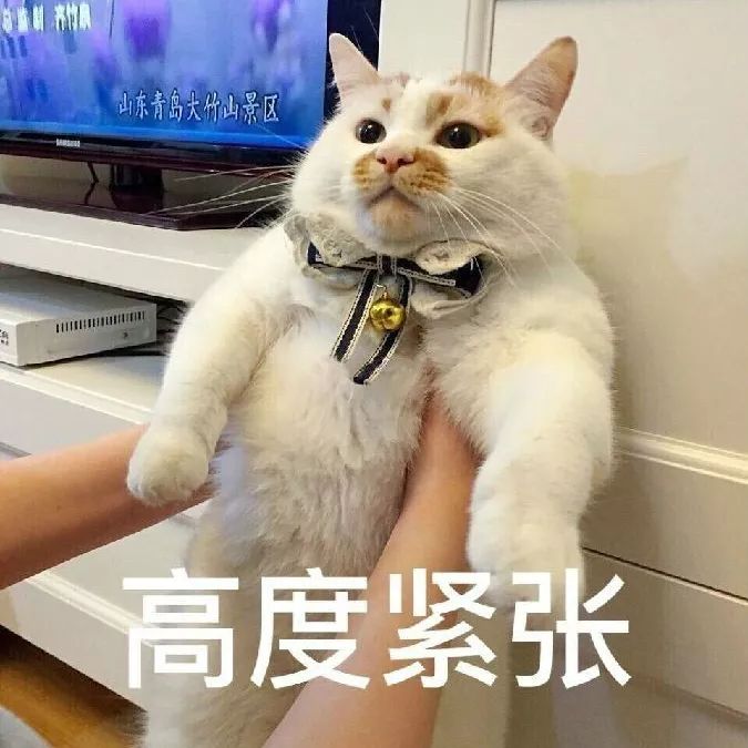 活跃着一群特殊的网红 满足了少女们 云养猫养狗的需求 我的丧脸猫日