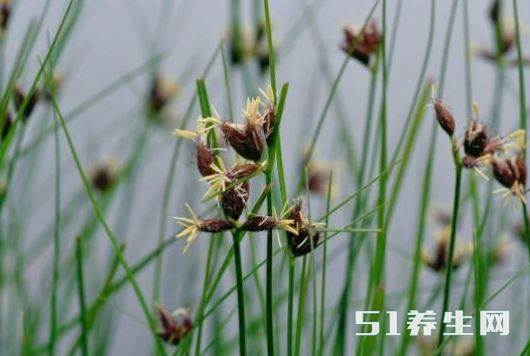 光棍草