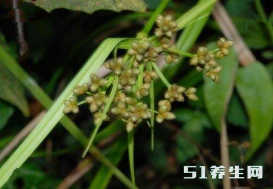 光棍草