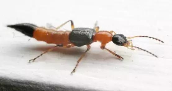 夏季这几种有毒的小虫子，比蚊子厉害多了!看到千万躲远点!