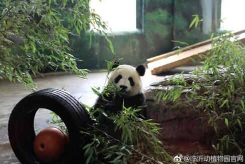 临沂动植物园大熊猫身材消瘦?园方发长文回应