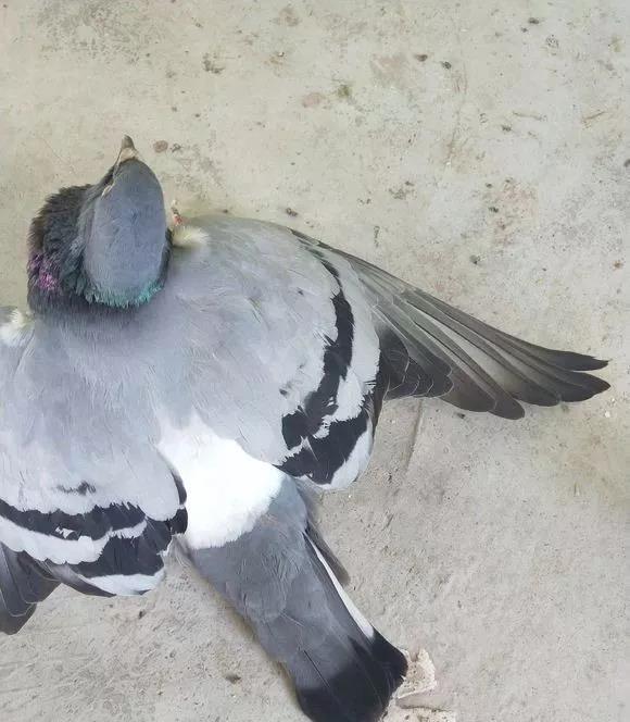 重庆男子放轮船,鸽子飞着飞着就热死了鲸鱼头跟鸽子的关系图片