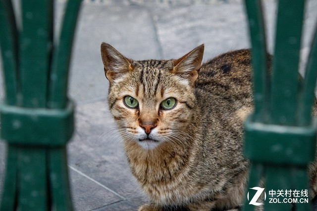 宗教冲撞和猫的王国行摄土耳其伊斯坦布尔 手机凤凰网