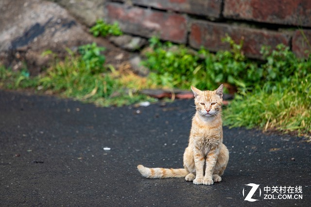 宗教冲撞和猫的王国行摄土耳其伊斯坦布尔 手机凤凰网