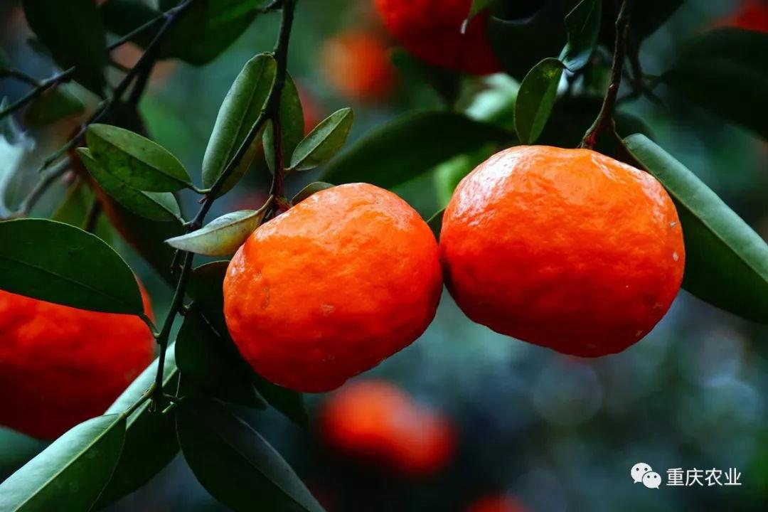 重庆市地理标志产品-万州红桔(万县古红桔)