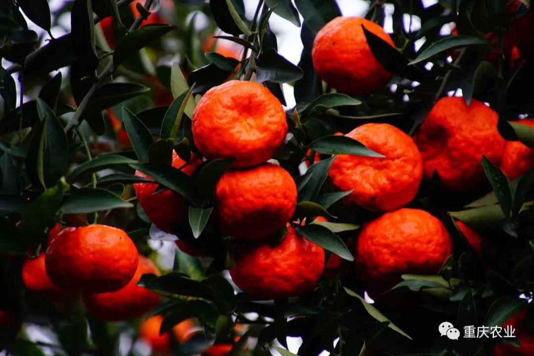 重庆市地理标志产品-万州红桔(万县古红桔)