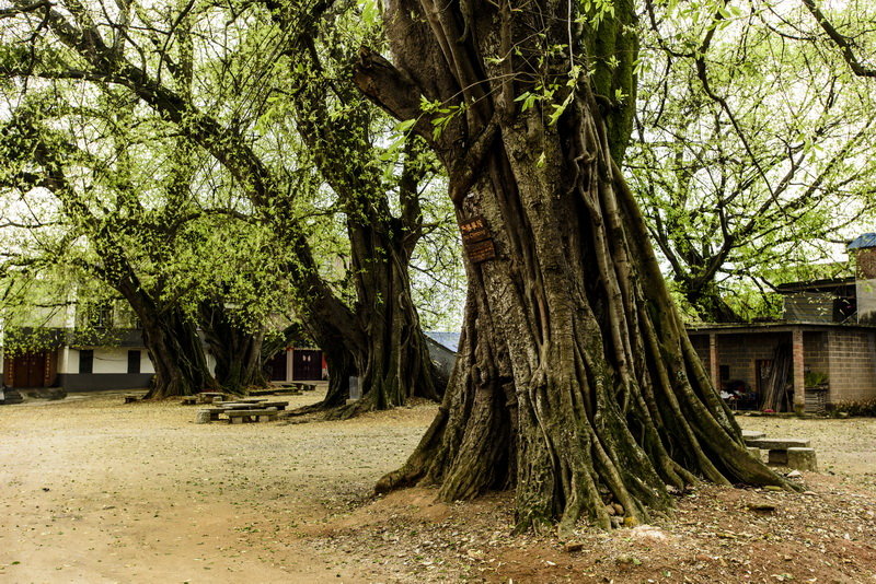 如果有宅院适合种什么样的风水树?