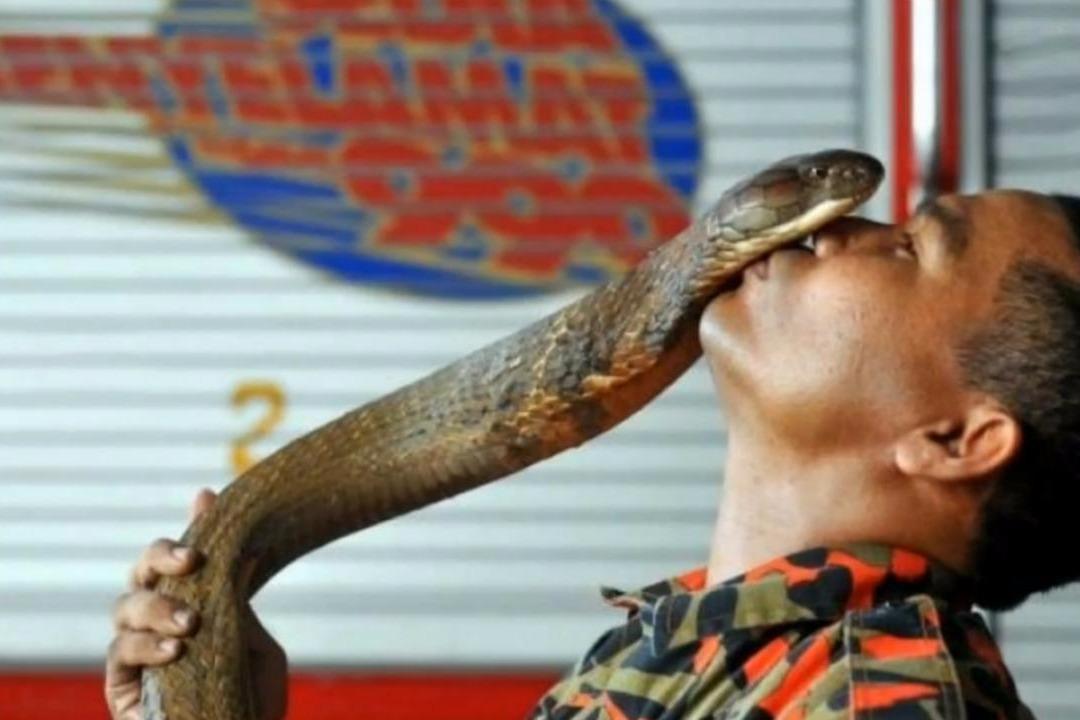 泰国男子坚信女友转世成蛇,把3米长眼镜蛇当做妻子,同吃同睡!