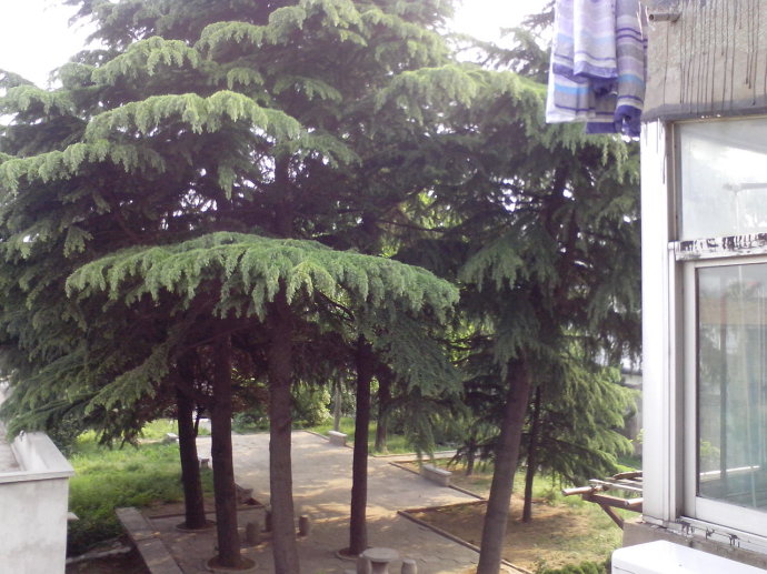 如果有宅院适合种什么样的风水树?