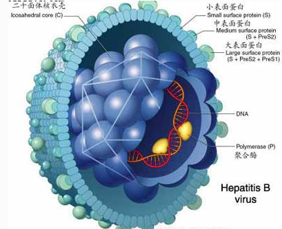 济南协和肝病医院指出:乙肝小三阳盲目追求转
