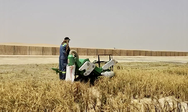 袁隆平团队迪拜沙漠种海水稻获成功：将在中东及北非推广